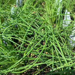 Allium schoenoprasum 3.5"
