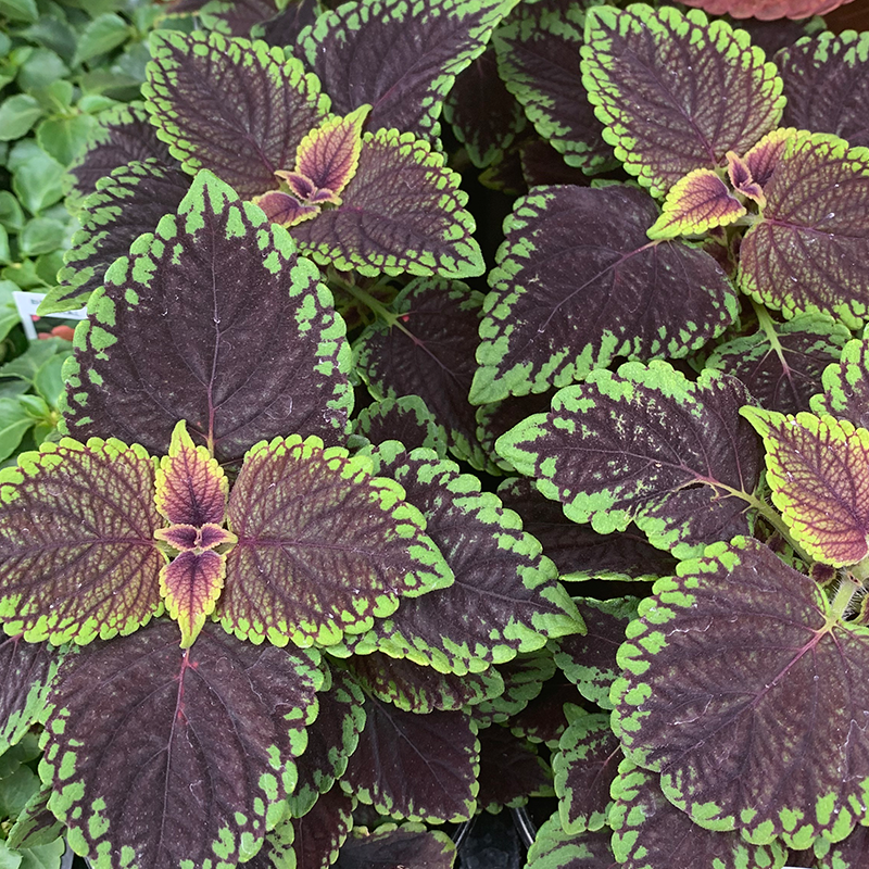 Coleus 'Abbey Road' 4"