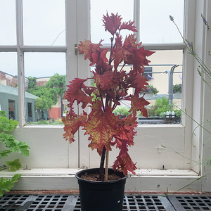 Coleus Red 7.5" Topiary