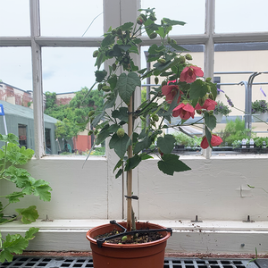 Abutilon Rose 7.5" Topiary