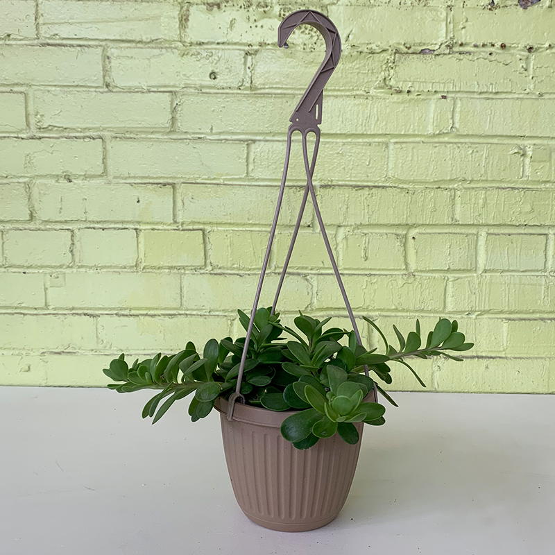 hanging basket succulent plant Jade Hanging Basket
