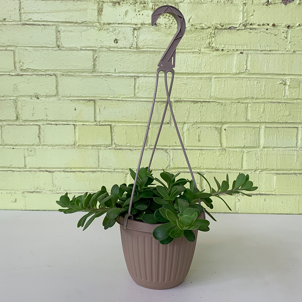 jade plant hanging over pot Jade Hanging Basket