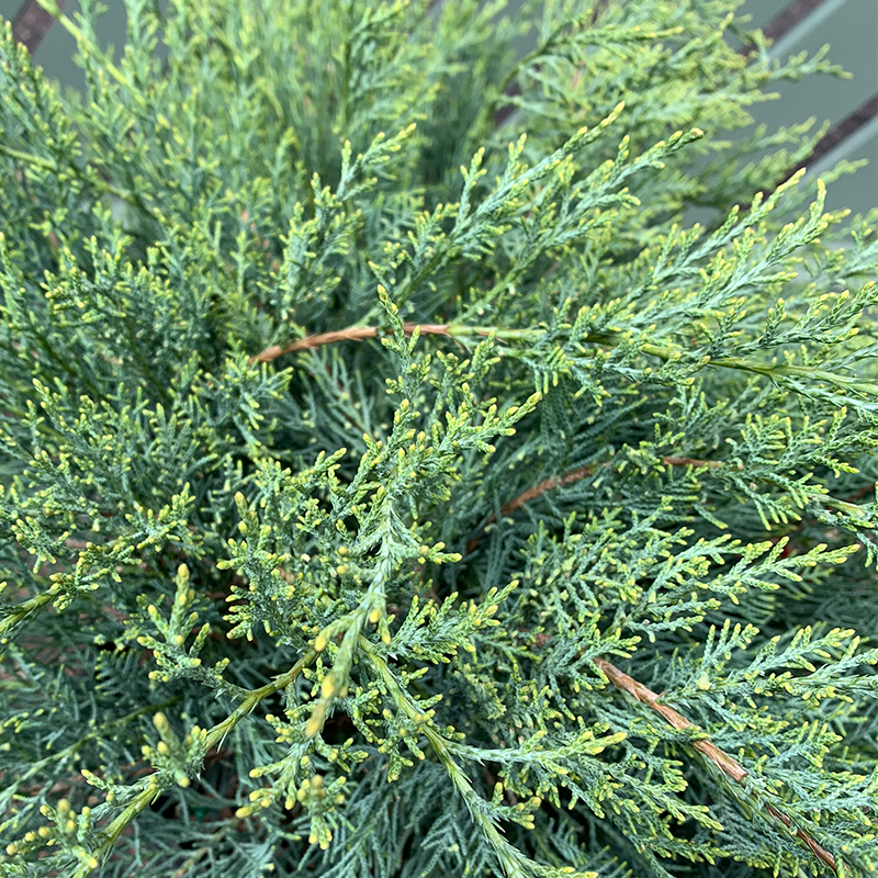Juniperus vir 'Grey Owl'