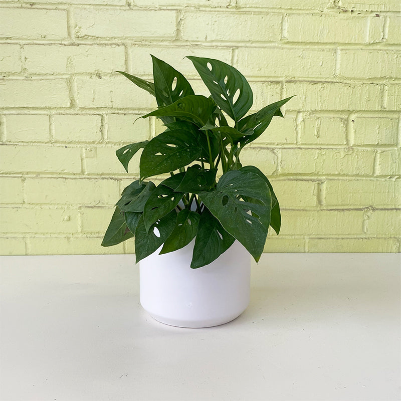 Monstera adansonii