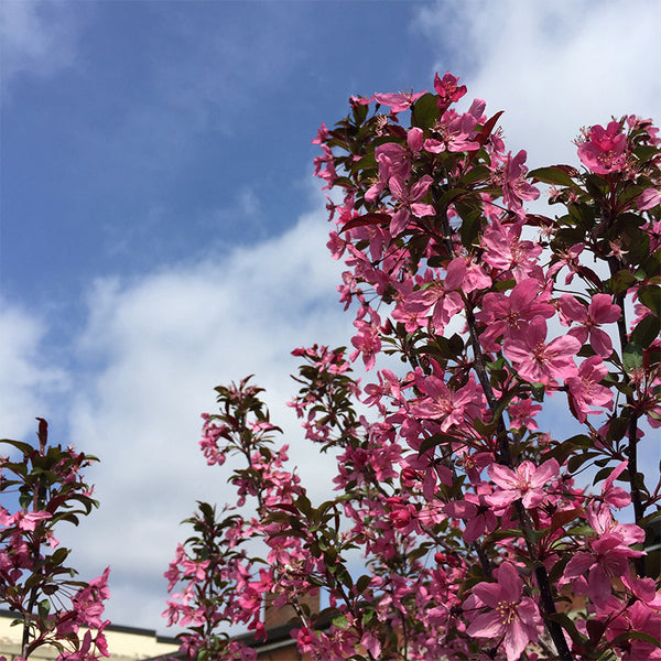 Malus 'Prairifire' Bowood Farms