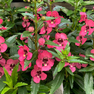 Angelonia 'Perfectly Pink' 4"