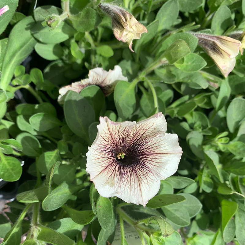 Petunia 'Latte' 4"