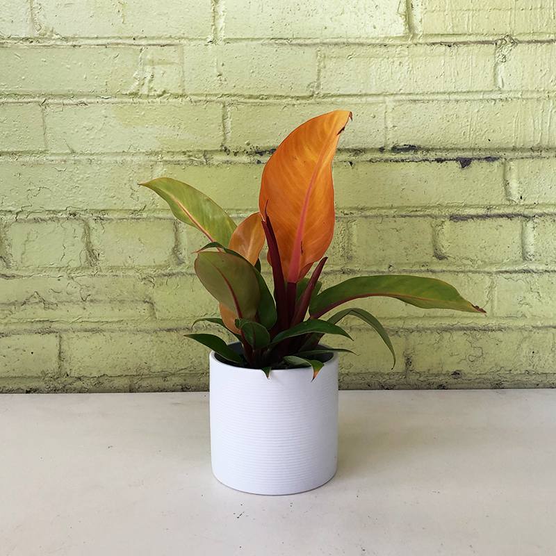 philodendron baudoese Philodendron 'Prince of Orange'