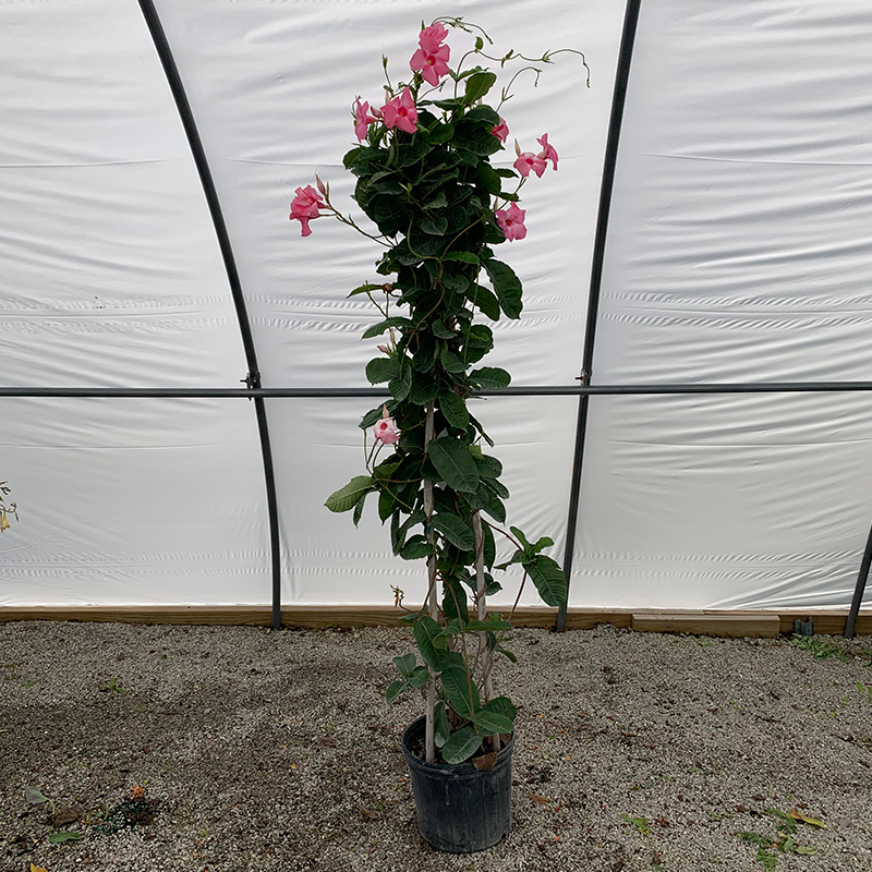 mandevilla plant on trellis Mandevilla Pink 12" Trellis