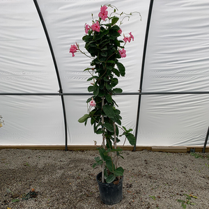 Mandevilla Pink 12" Trellis