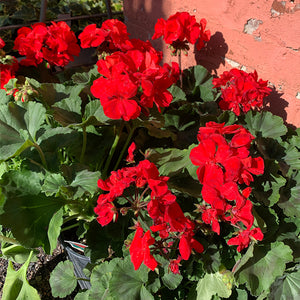 Geranium 'Cardinal Red' 6"