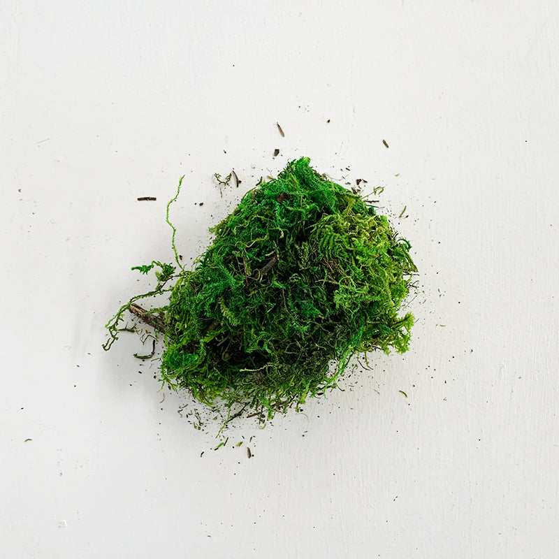 Forest Moss 8oz