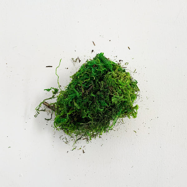 Forest Moss 8oz - Bowood Farms