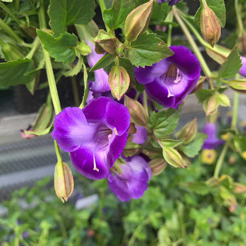 Torenia 'Bouquet Deep Blue' 4"