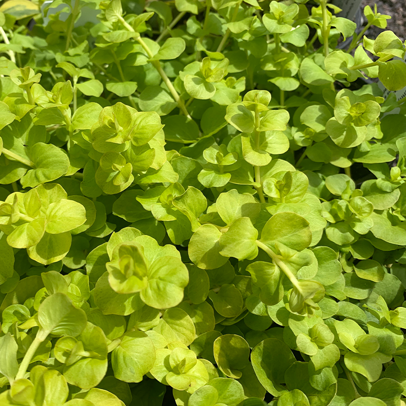 Lysimachia 'Goldilocks' 4"