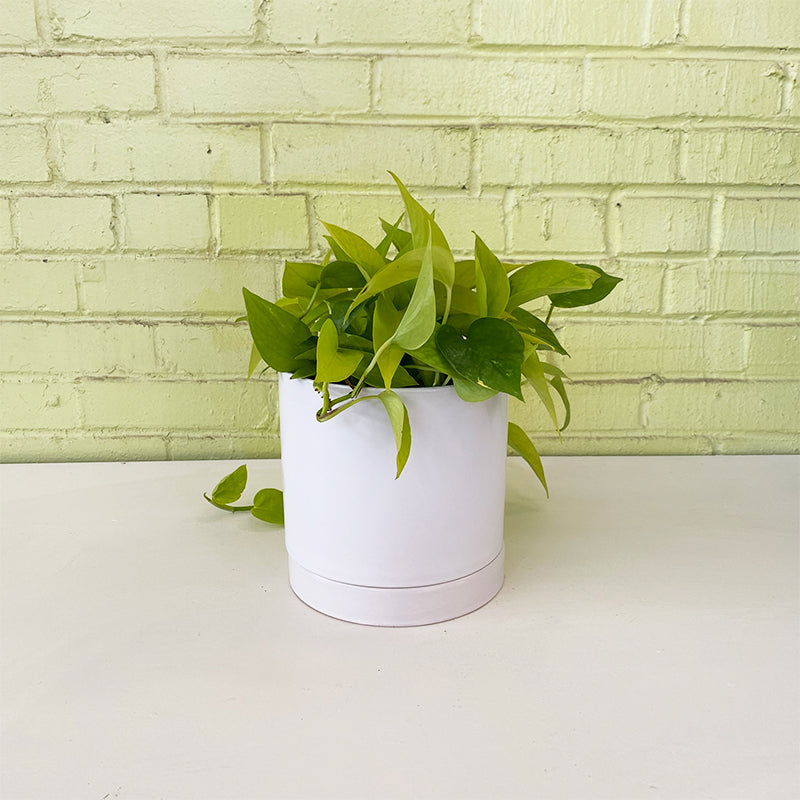 Pothos 'Neon'