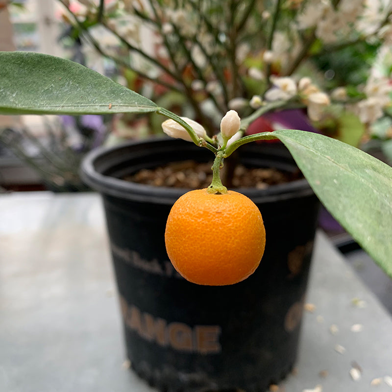 Calamondin Orange 8"