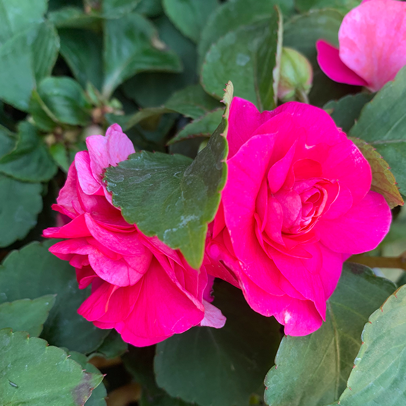 Double Impatiens 'Rose' 4"