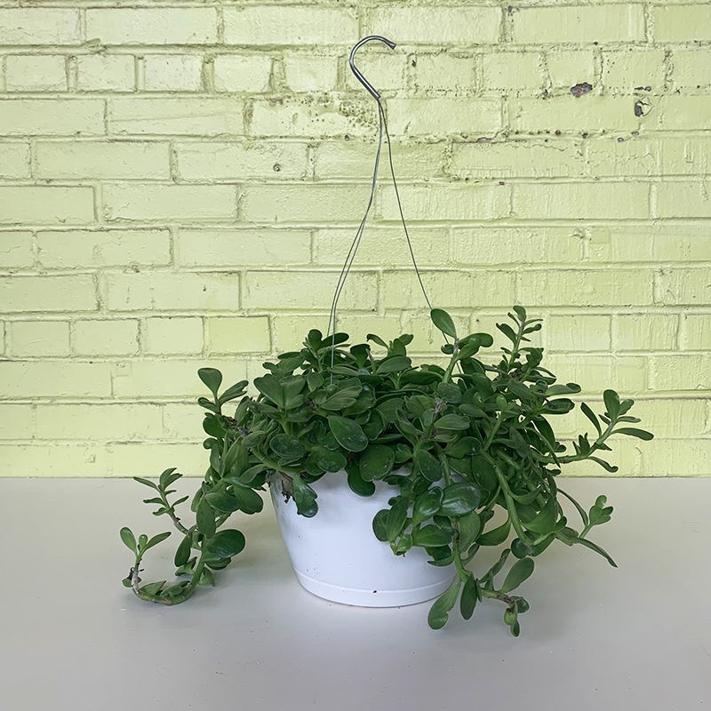Jade Hanging Basket