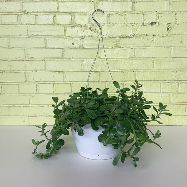 hanging jade plant for sale Jade Hanging Basket