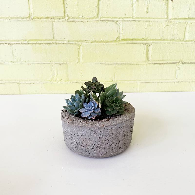 Succulent Garden Dish Small