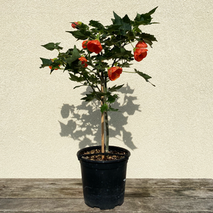 Abutilon Orange 7.5" Topiary