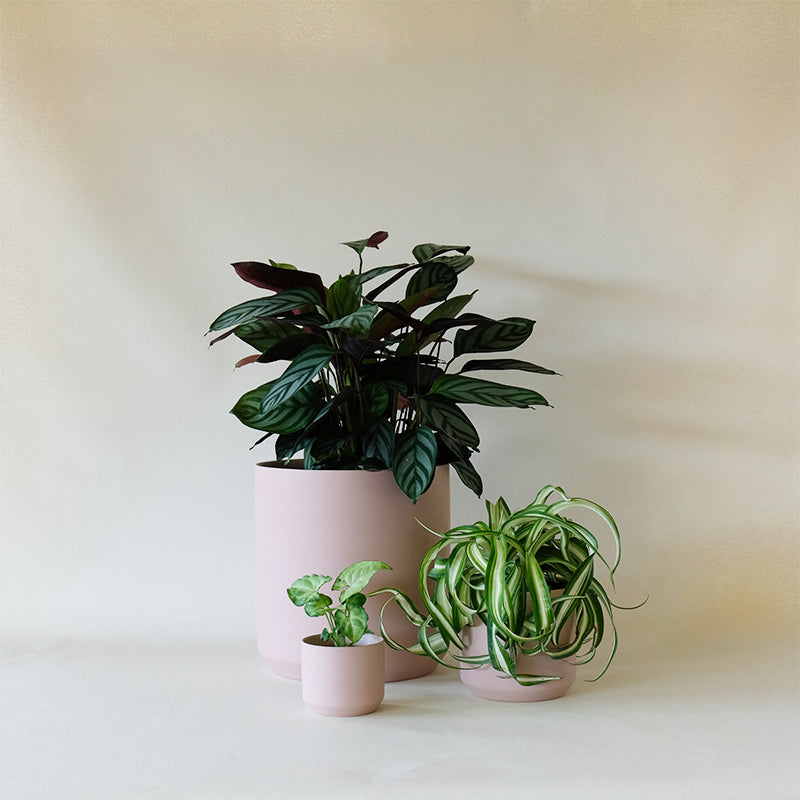 Kendall Cachepot Pink