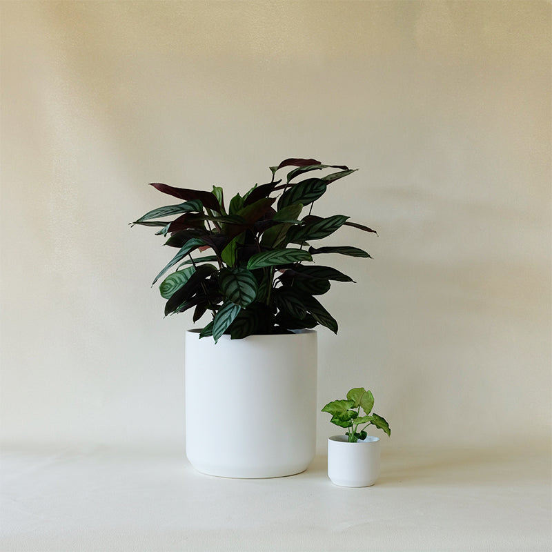 kendall plant pot Kendall Cachepot White