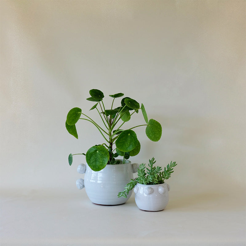 cache pots indoor plants Rosa Cachepot