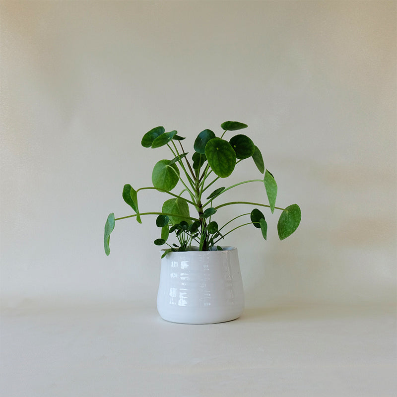 plant cache pot Tegan Cachepot White