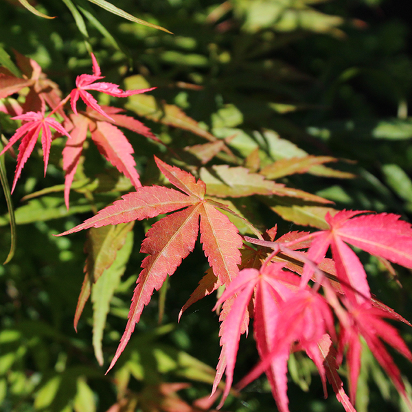 Acer palm 'Orange Flame' - Bowood Farms