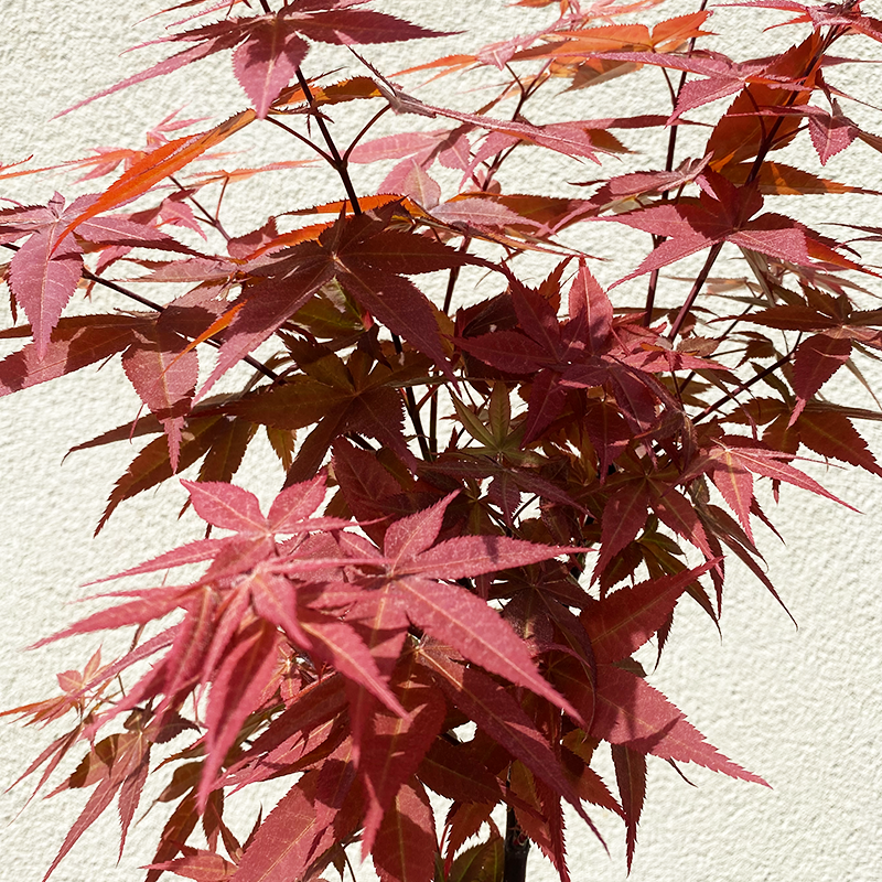 Acer palm 'Rhode Island Red'