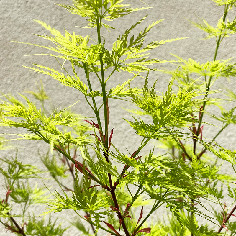 Acer palm dis 'Seiryu'