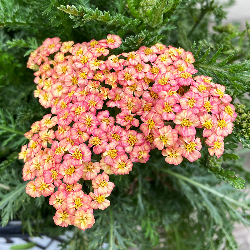 Achillea 'Firefly Peach Sky' G01