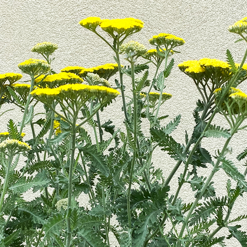 Achillea 'Moonshine' G01