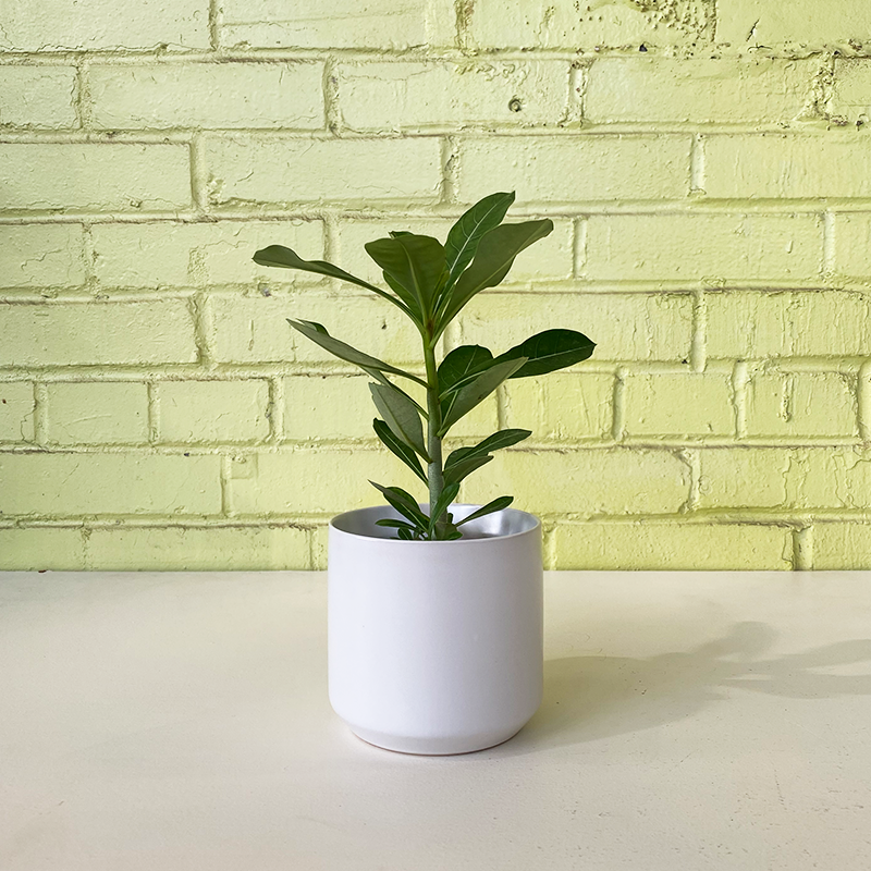 Adenium obesum