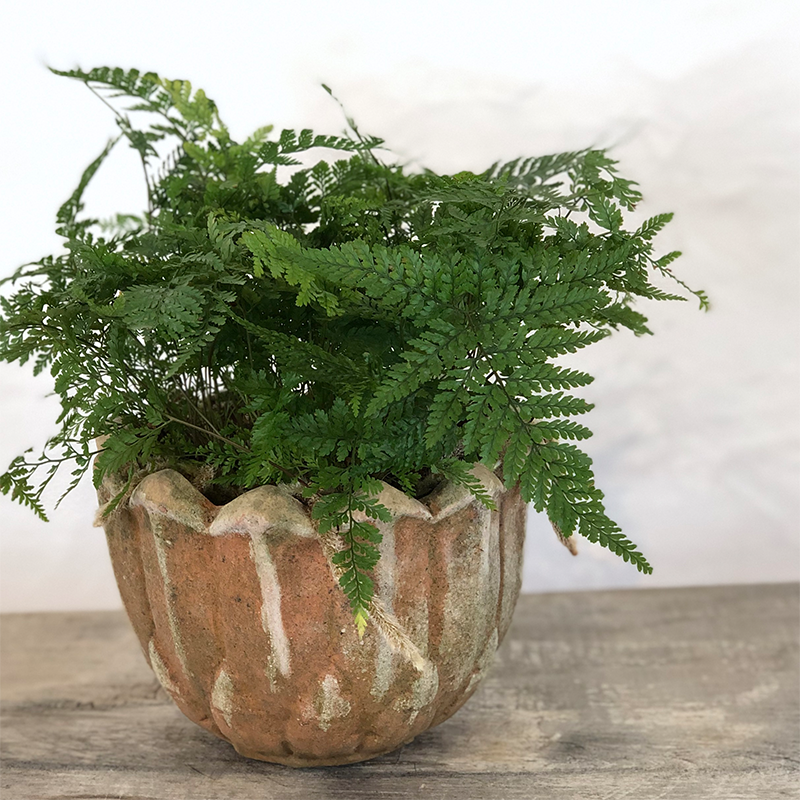 Aged Blossom Planter