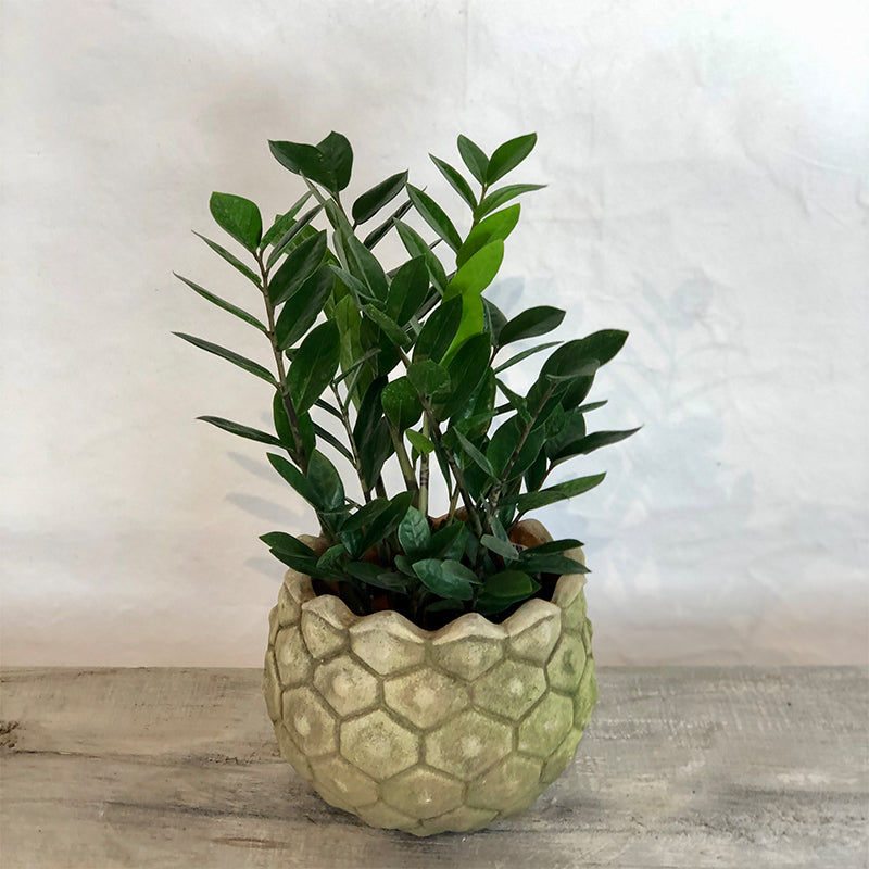 Aged Granada Planter