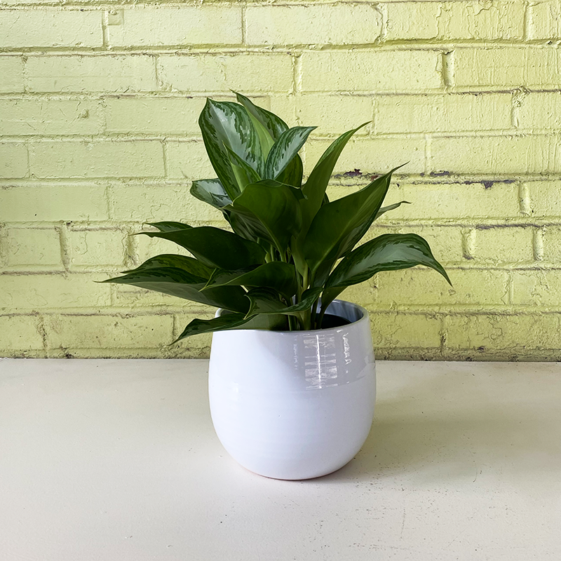 Aglaonema 'Silver Bay'