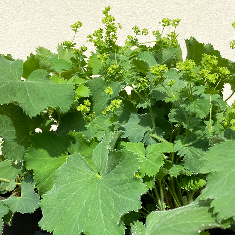 Alchemilla mol 'Thriller' G01