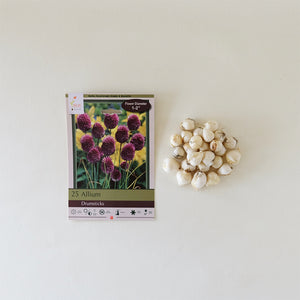 Allium 'Drumsticks' Bulb Pk/25