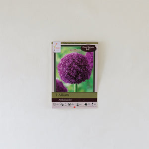 Allium 'Drumsticks' Bulb Pk/25