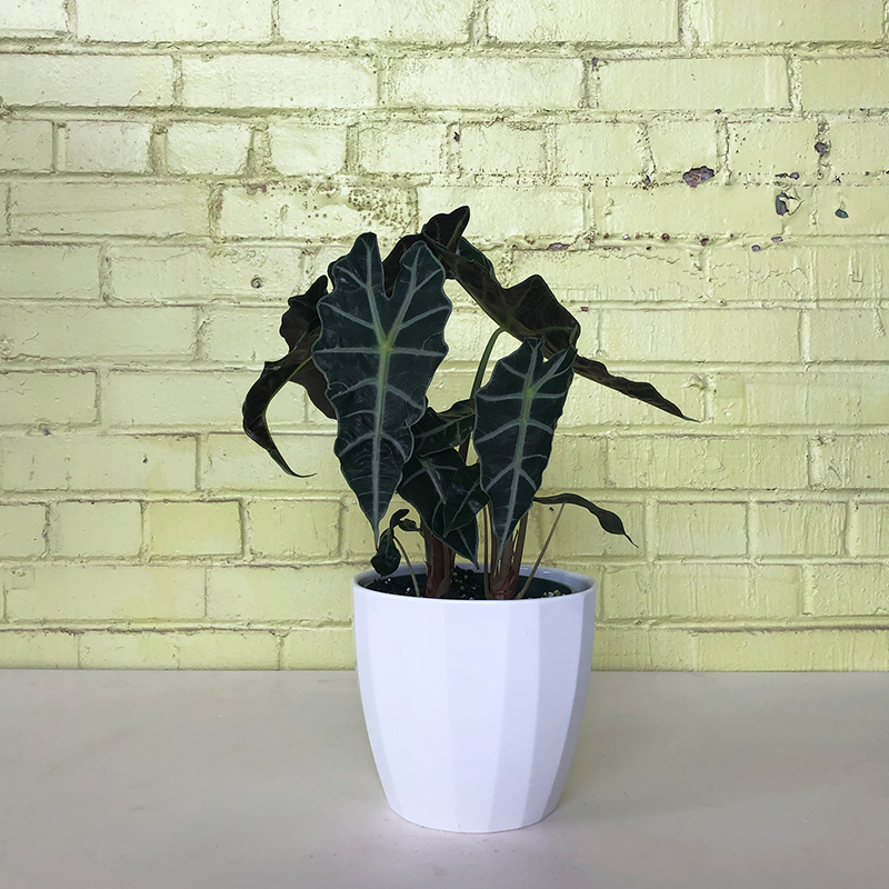 alocasia amazonica polly elephant ear plant Alocasia 'Polly'