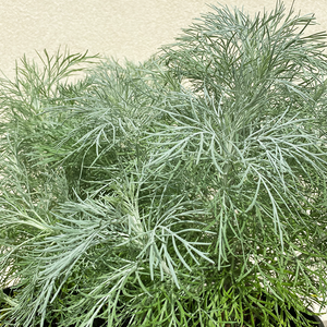 Artemisia 'Makana Silver' 6"