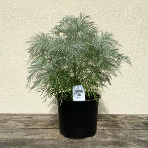 Artemisia 'Makana Silver' 6"