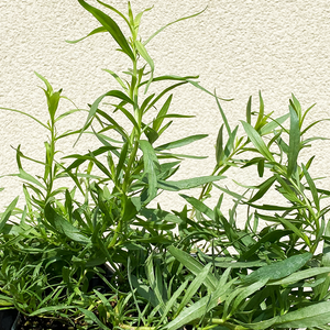 Artemisia drac 'Sativa' 3.5"