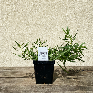 Artemisia drac 'Sativa' 3.5"