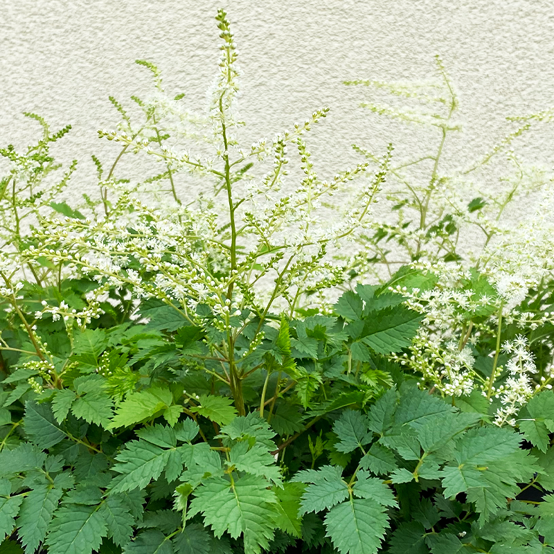 Aruncus 'Misty Lace' G01
