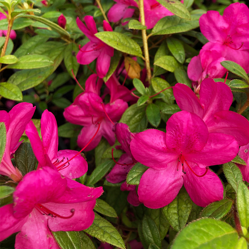 Azalea 'Autumn Amethyst'