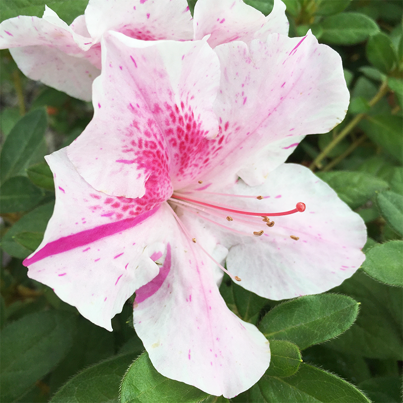 autumn lily flower Azalea 'Autumn Lily'